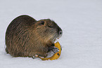 Nutria in winter