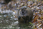 Nutria itch