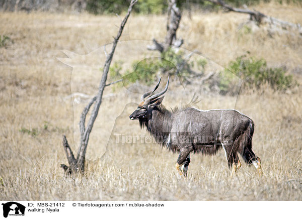 laufender Nyala / walking Nyala / MBS-21412