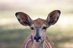 Nyala portrait