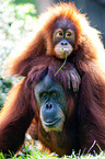 orang-utans