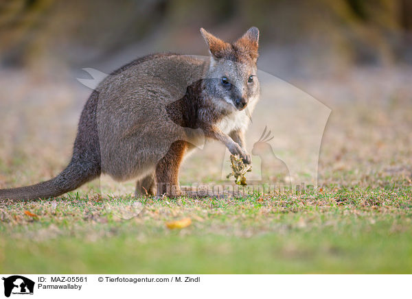 Parmaknguru / Parmawallaby / MAZ-05561