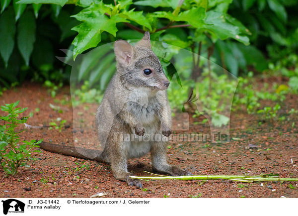 Parmaknguru / Parma wallaby / JG-01442