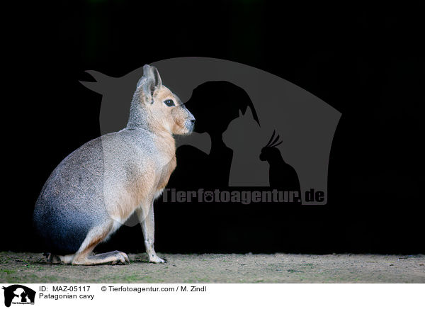 Groer Pampashase / Patagonian cavy / MAZ-05117