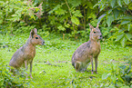 Patagonian Cavy