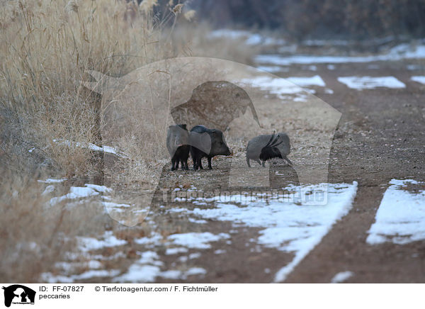 peccaries / FF-07827