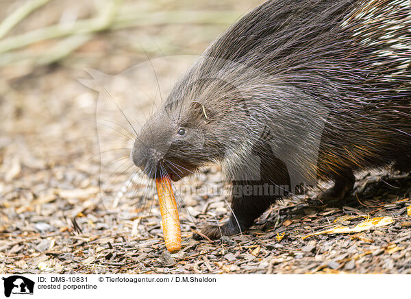 Stachelschwein / crested porpentine / DMS-10831