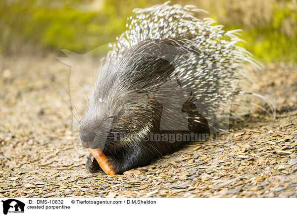 Stachelschwein / crested porpentine / DMS-10832