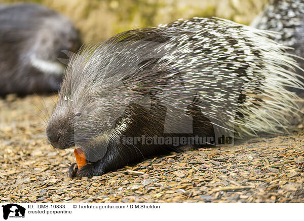 Stachelschwein / crested porpentine / DMS-10833