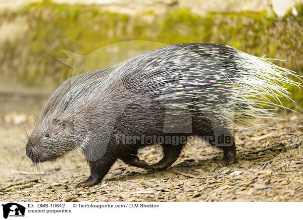 Stachelschwein / crested porpentine / DMS-10842