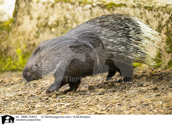 Stachelschwein / crested porpentine / DMS-10843