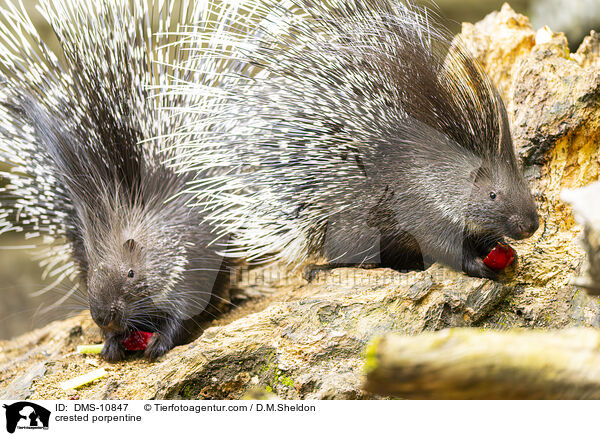 Stachelschwein / crested porpentine / DMS-10847