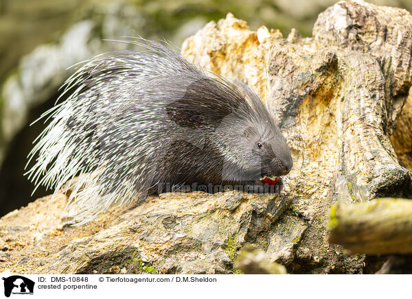 Stachelschwein / crested porpentine / DMS-10848