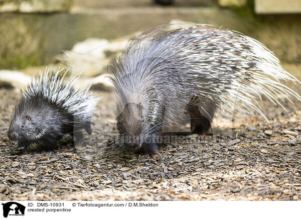 Stachelschwein / crested porpentine / DMS-10931