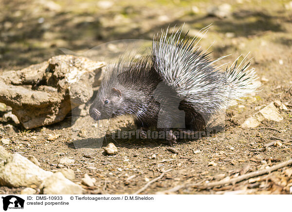 Stachelschwein / crested porpentine / DMS-10933