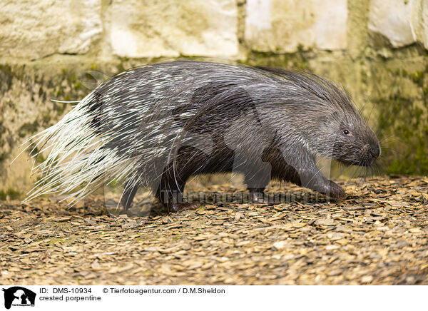 Stachelschwein / crested porpentine / DMS-10934