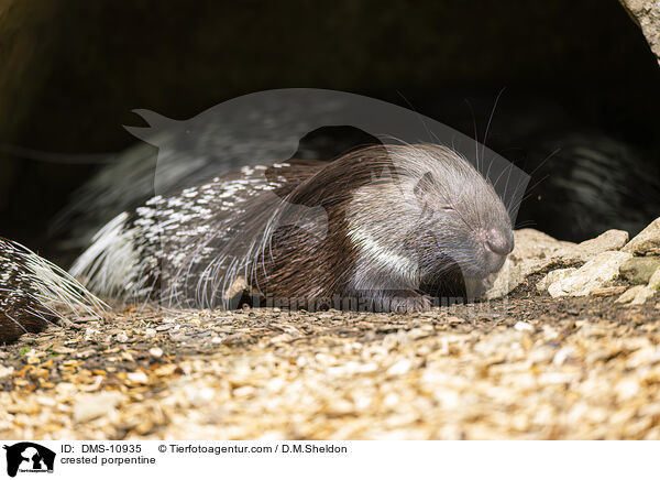 Stachelschwein / crested porpentine / DMS-10935