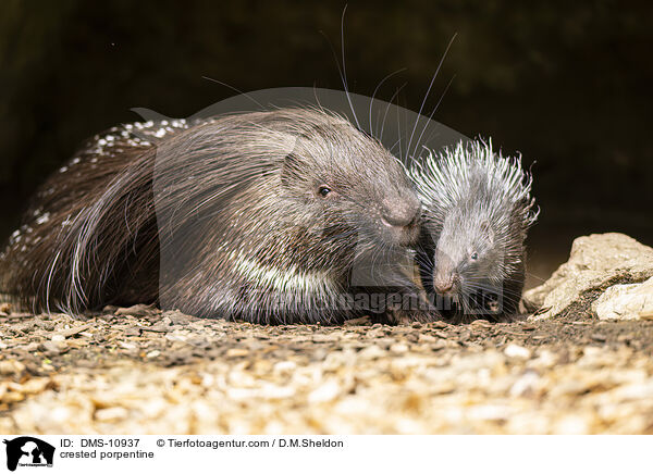 Stachelschwein / crested porpentine / DMS-10937