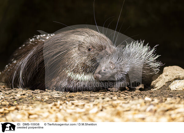 Stachelschwein / crested porpentine / DMS-10938