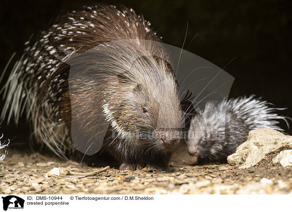 Stachelschwein / crested porpentine / DMS-10944