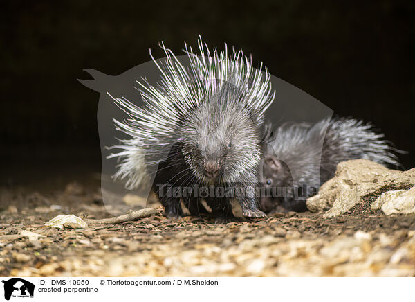 Stachelschwein / crested porpentine / DMS-10950