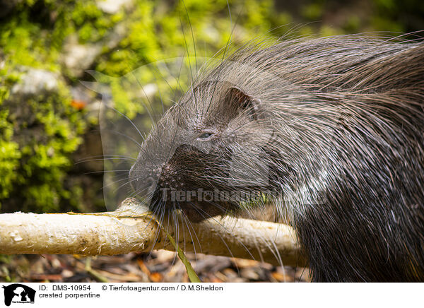 Stachelschwein / crested porpentine / DMS-10954