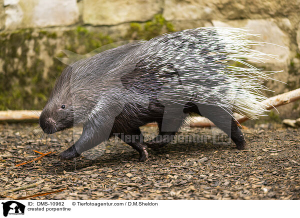 Stachelschwein / crested porpentine / DMS-10962