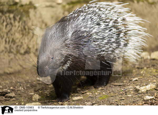 Stachelschwein / crested porpentine / DMS-10963