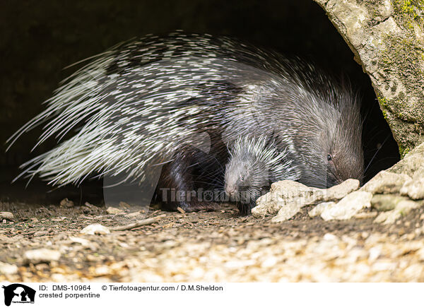 Stachelschwein / crested porpentine / DMS-10964