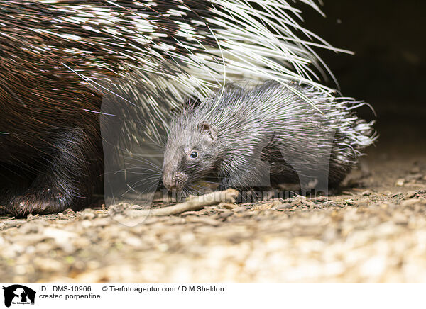 Stachelschwein / crested porpentine / DMS-10966