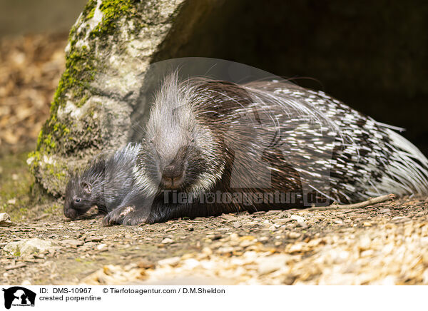 Stachelschwein / crested porpentine / DMS-10967