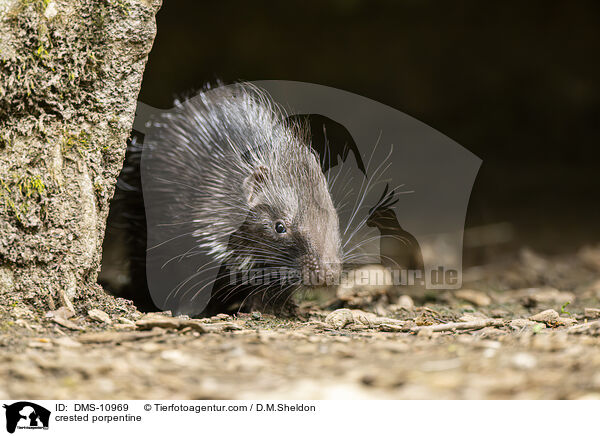 Stachelschwein / crested porpentine / DMS-10969