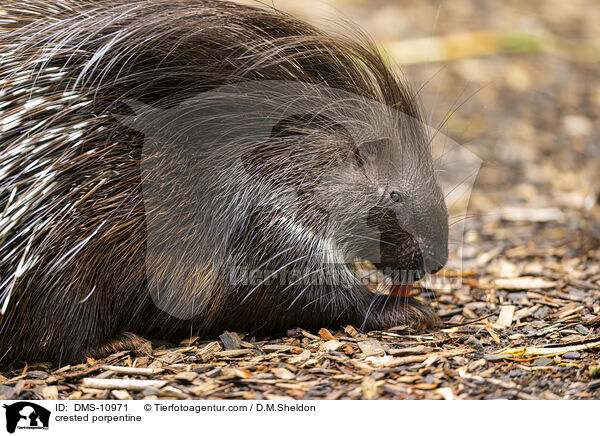 Stachelschwein / crested porpentine / DMS-10971