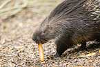 crested porpentine