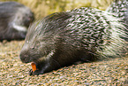 crested porpentine