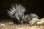 crested porpentine