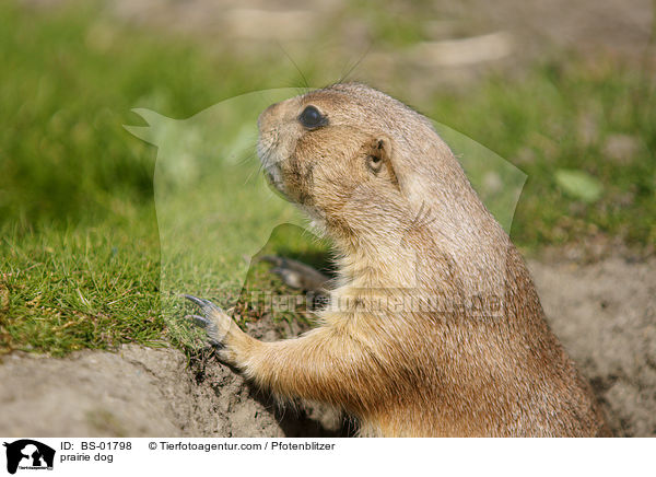 Prriehund / prairie dog / BS-01798