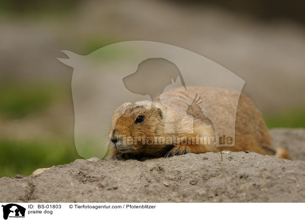 prairie dog / BS-01803