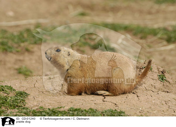 prairie dog / CD-01240