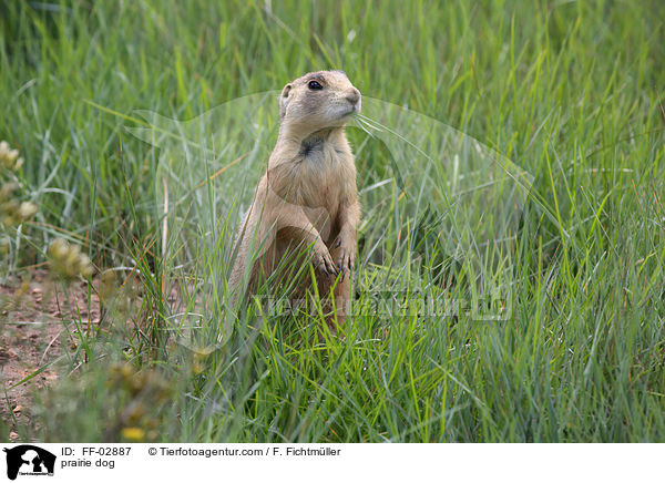 Prriehund / prairie dog / FF-02887