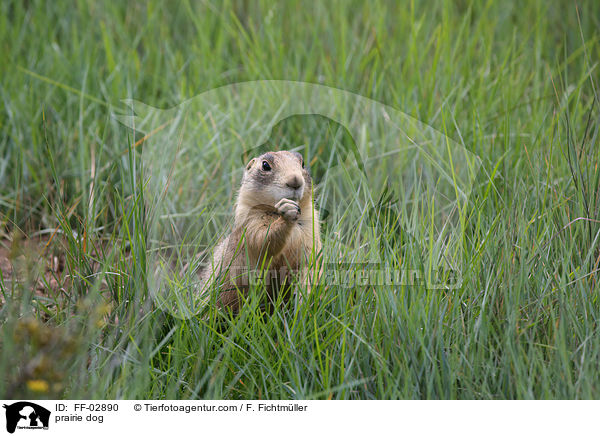 prairie dog / FF-02890