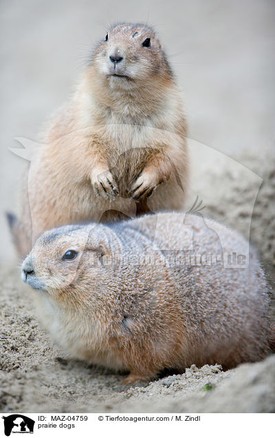 Prriehunde / prairie dogs / MAZ-04759