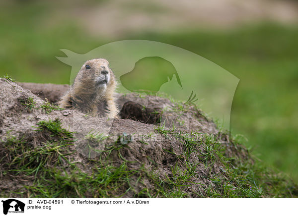 prairie dog / AVD-04591