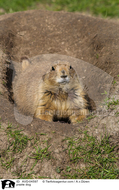 Prriehund / prairie dog / AVD-04597