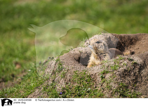 prairie dog / AVD-04598