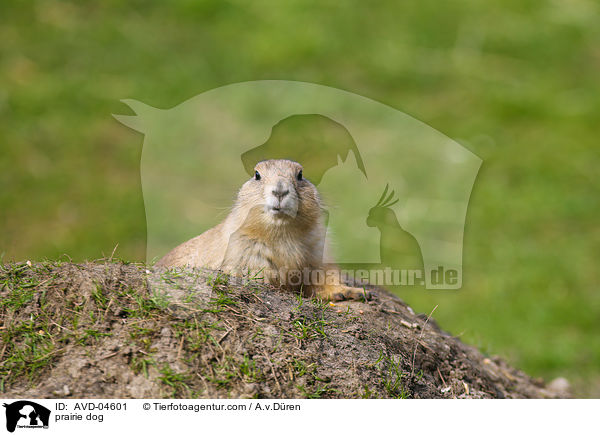 prairie dog / AVD-04601