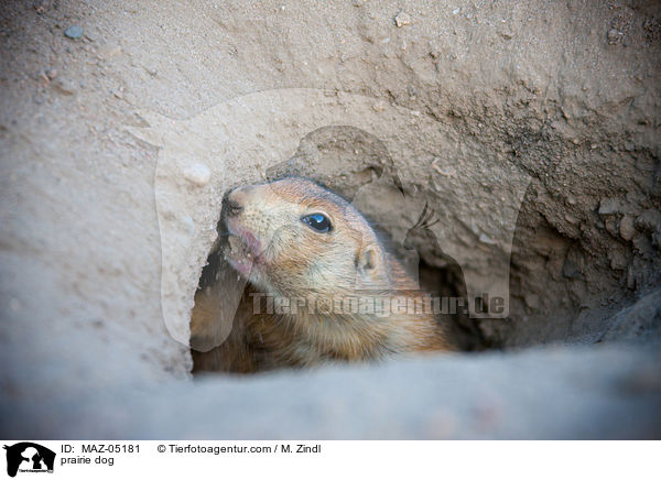 Prriehund / prairie dog / MAZ-05181