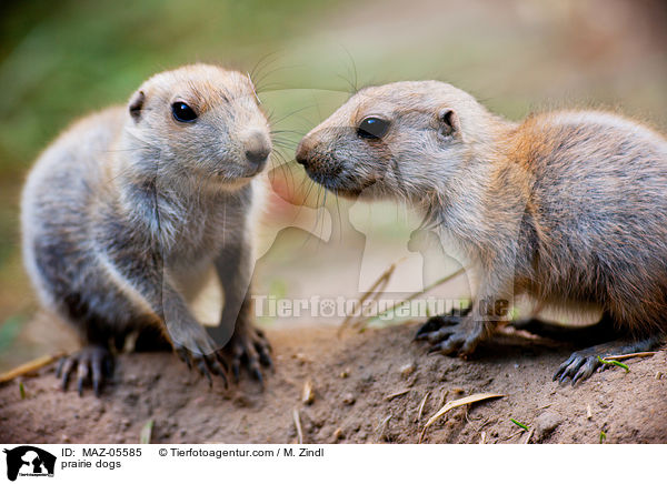 prairie dogs / MAZ-05585