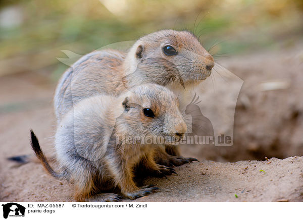 prairie dogs / MAZ-05587