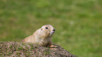 prairie dog